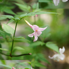 🏡蔵出し、先週のお花達🌹🌺 ずっと咲かな...