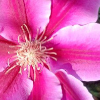 クレマチス（春咲き）　写真