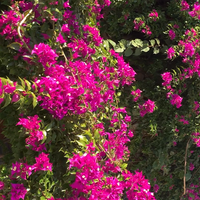 ブーゲンビリアBougainvillea