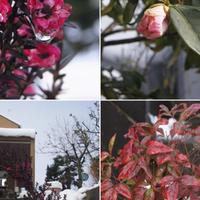 🏡２月６日・・雪景色⛄🌳 アプローチ階段...