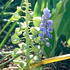 鉢植えの花