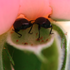 【虫】クロケシツブチョッキリ