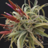 Tillandsia concolor x streptophylla