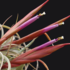 Tillandsia concolor x streptophylla