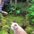 苔の小道　コンロンソウ