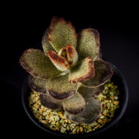 ふわふわした触感 毛 の一覧 種類 多肉植物 サボテン図鑑 みんなの趣味の園芸 Nhk出版