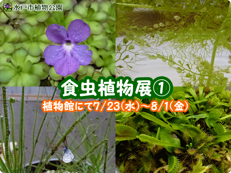 食虫植物展①開催中♪