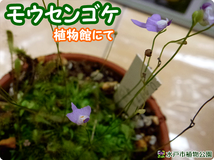 食虫植物展①開催中♪