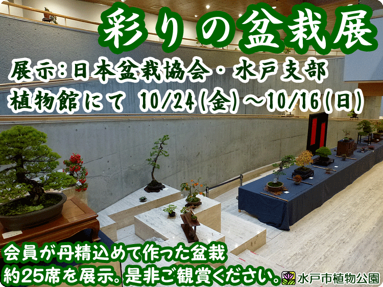 彩の盆栽展 10/24(金)～10/26(日)