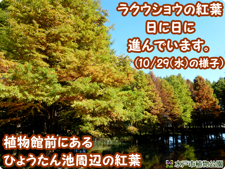 ミラクルフルーツ体験♪11/2(日)、11/3(月・祝)