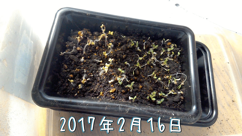 リーフレタス 2月11日種まきしたものです