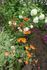 放任で印象的な花スパキラシス〜100キン球根