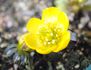 黄花セツブンソウの開花をひたすら見守る🌼