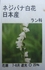 ネジバナ・白花