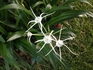 ヒメノカリス　Hymenocallis