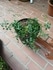 クレマチス　ピクシー🍏・・鉢からあふれ出る様に咲かせられたらいいな😊🎶