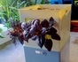 タテニワ・垂直栽培　収納ボックスで紫バジル栽培Ⓡ（終了）