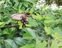 ジャコウアゲハが食べる「ウマノスズクサ」を育てる。