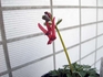 赤花のコリダリス‘ジョージベイカー’