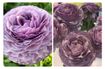 Ranunculus Elegance® Malva