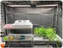 2023年　初❗植物育成ライトでお花を育ててみます🌱