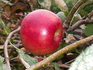 ともさくリンゴ（実生）を収穫する　№２