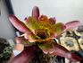 Neoregelia 'Mini Skirt'の栽培