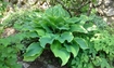 ★HOSTA★