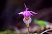 庭に咲く花々や、野山に咲く花を追って