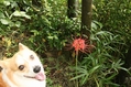 ヒガンバナが咲いているのを見つけました