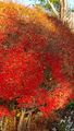 ドウダンツツジの紅葉から落葉へ