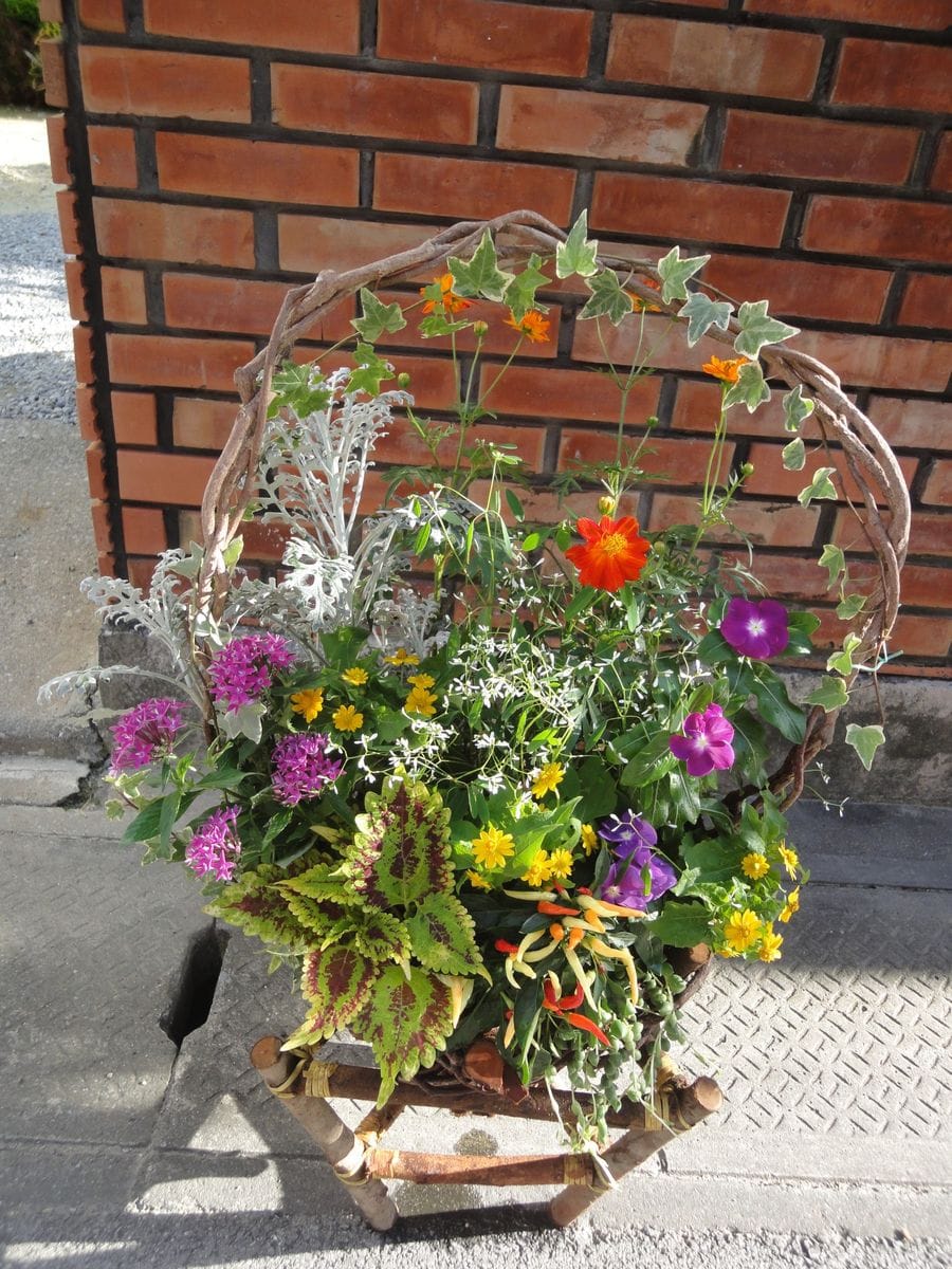 題名「野遊び」 気取らず自然体で、可愛らしくなるように寄せ植えしました。  黄花コ