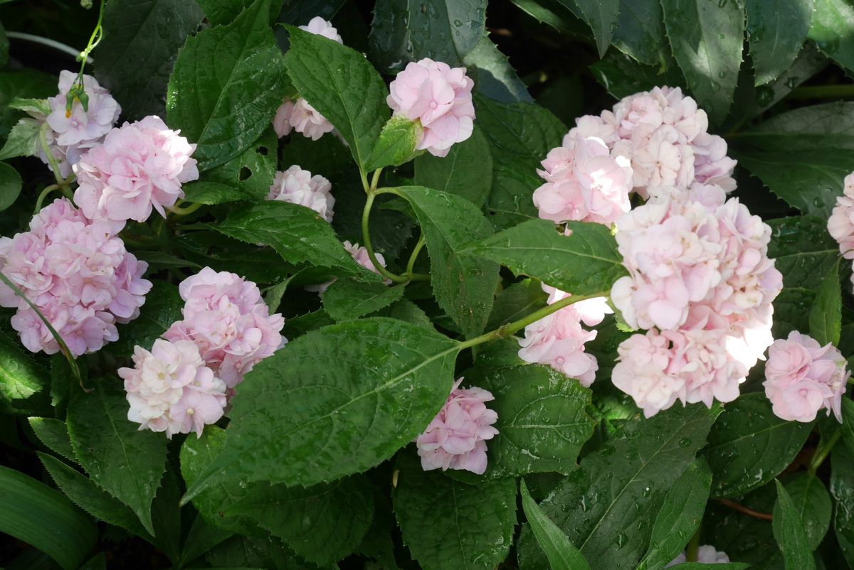 山紫陽花・伊代獅子てまり（2017.6.2） 満開です。 小さなてまりもピンクになりました