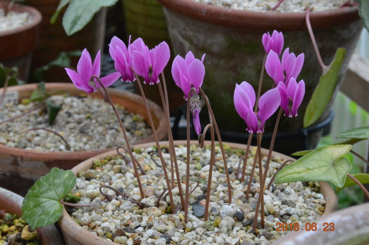 このヘデリ、毎年梅雨の頃にたくさんの花を咲かせます。