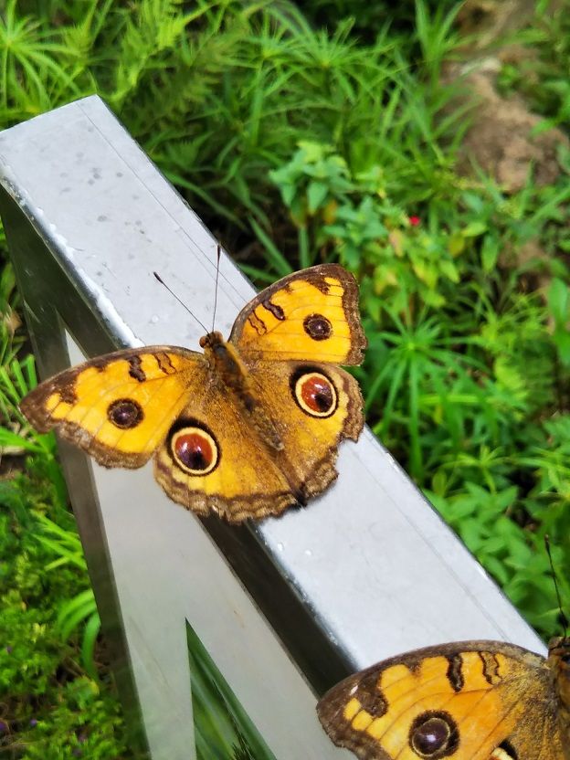 タテハモドキです