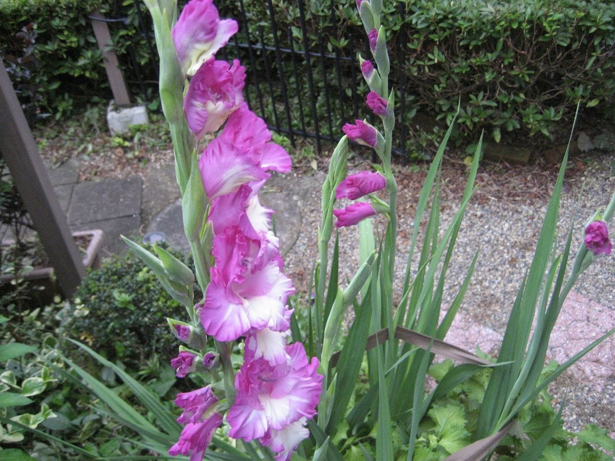 我が家の鉢植えの花が咲きました。