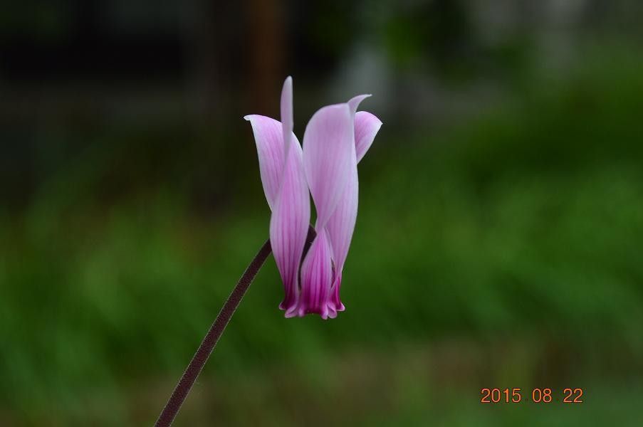 シクラメンの写真 by 鹿せんべい すらっと縦長の花。