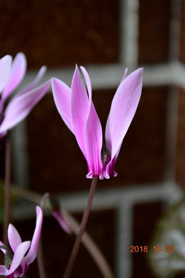 細い花びらが好きで、グラエカムの写真を撮る時はいつもこの株の花を撮ってしまいます