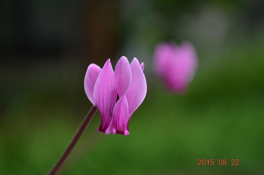 シクラメンの写真 by 鹿せんべい グラエカム・ルビーの花