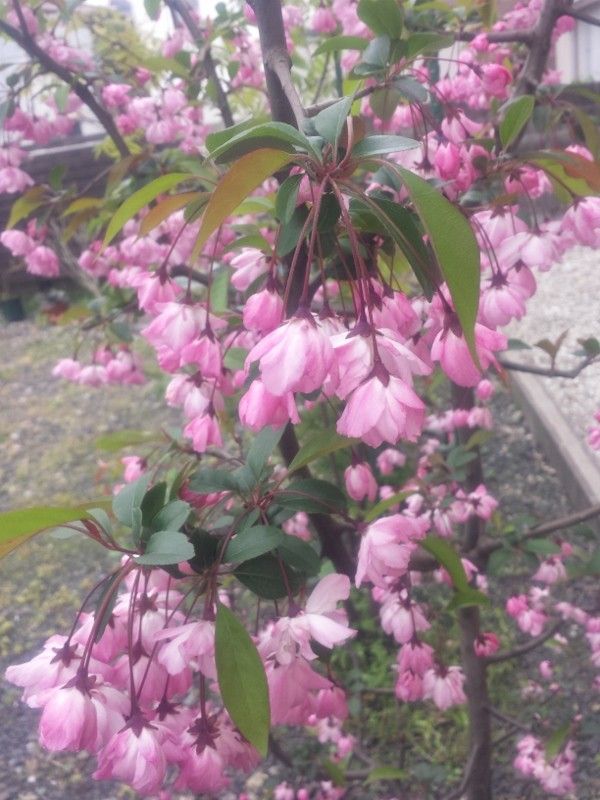ハナカイドウの写真 by rosekkberry ハナカイドウ（開花） お花が少ない、まだ早春に