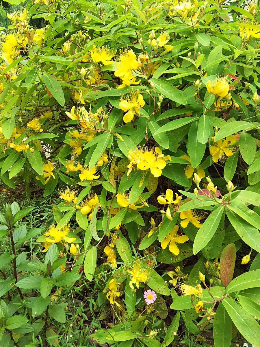 ビヨウヤナギの写真 by リンチャムジェイ 今年はすごく沢山花が咲きました！