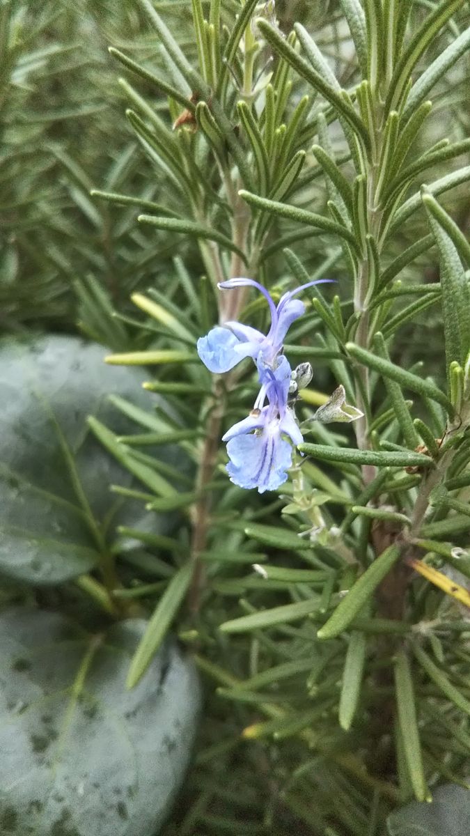 ローズマリーのお花、少ししか咲かないなぁ～ 剪定しすぎなのかな😅