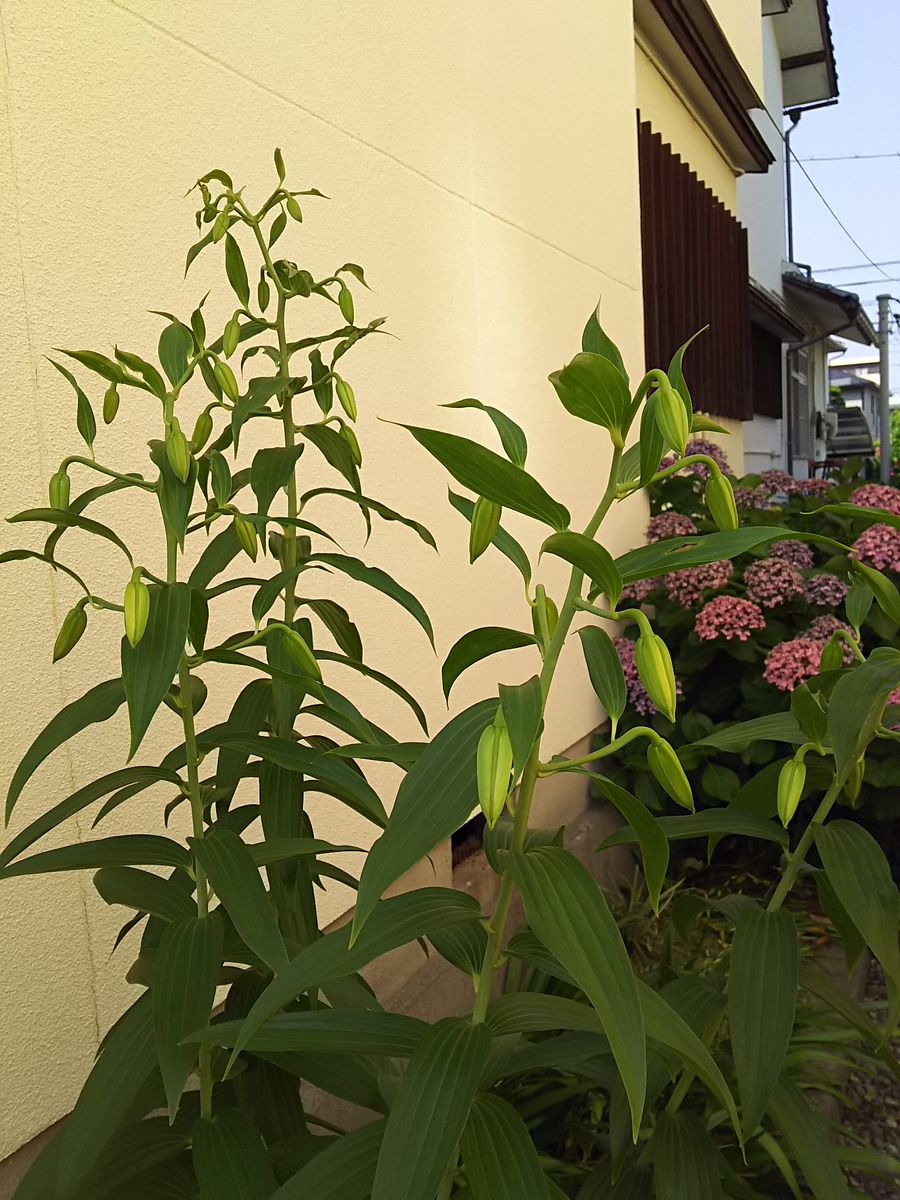 カサブランカ  だいぶ蕾が膨らんできました😊