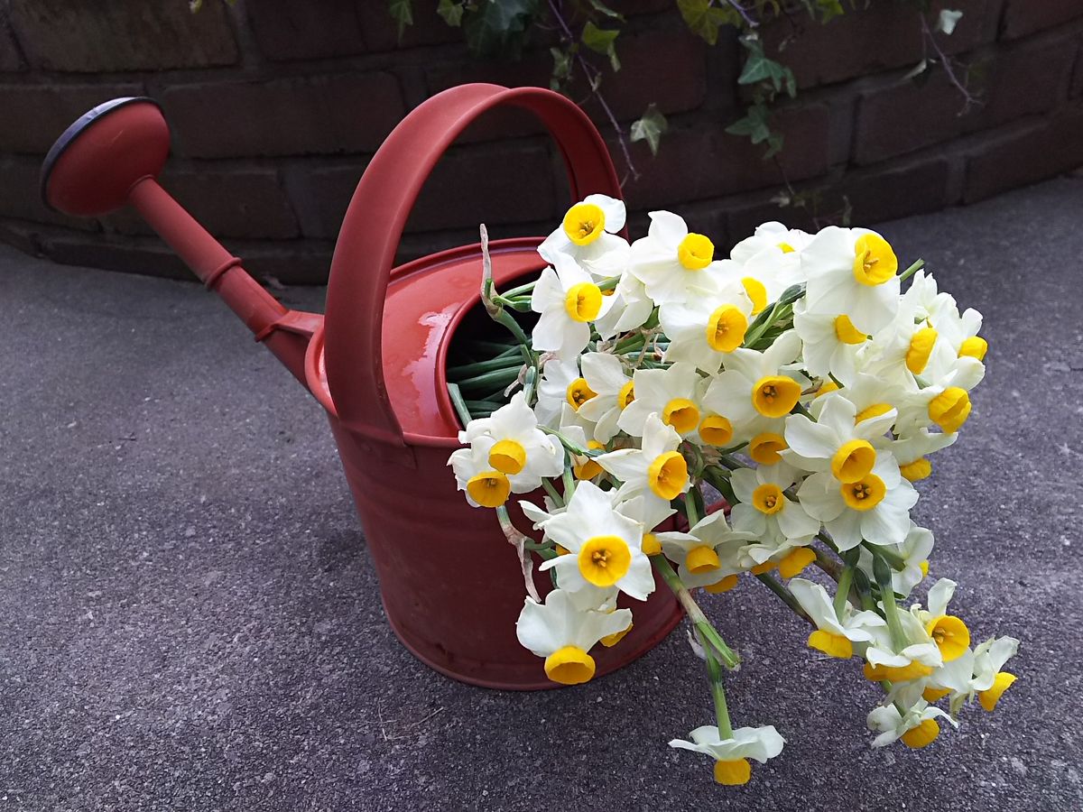 1月中旬に、雪が積もる前にと庭から切ってきて飾っていた日本水仙は、花がら摘みをし