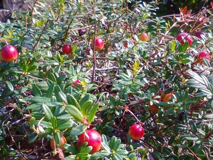 11月には植え替えて、大きく育てたいです。