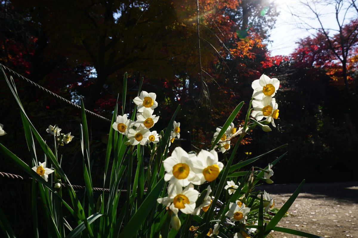 やっとこさ色づいた深紅の紅葉の前に現れたのは 来月末辺りの主役 水仙 フライングで