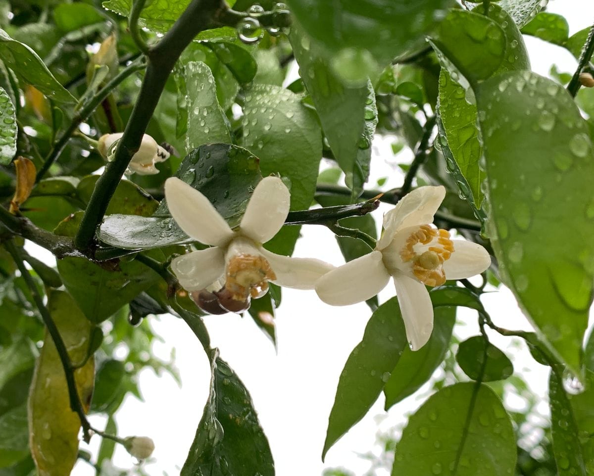柑橘 の白い花 ３種類咲いた中の一 我が家の花 のアルバム みんなの趣味の園芸