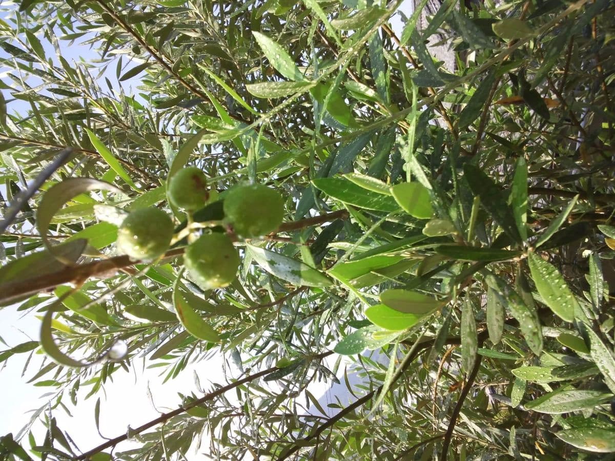 わが家のオリーブ一本しか植えてないのに、少し身が付きました