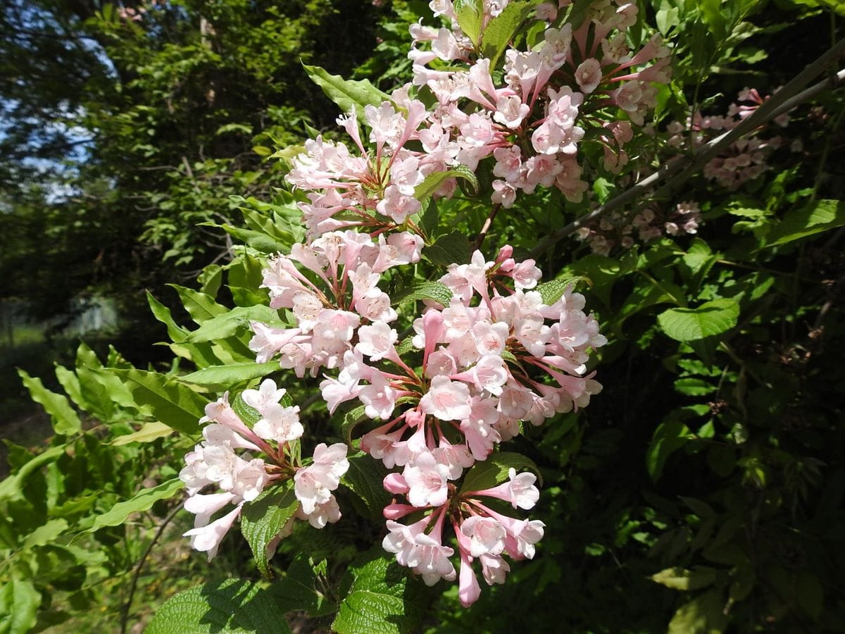 タニウツギの写真 by あけマサ 遊歩道沿いに咲いていたタニウツギ。 薄紅の小花が綺麗