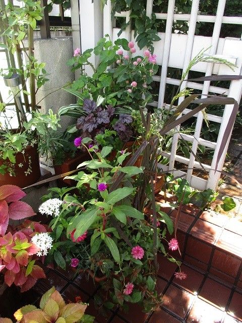 ジニア 銅葉イネ センニチコウは種ま 寄せ植え のアルバム みんなの趣味の園芸4801
